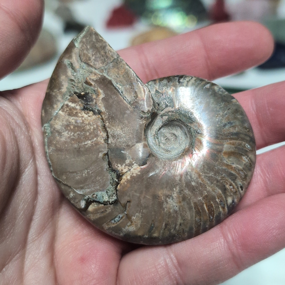 Fossil Ammonite Shell